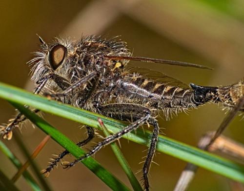 Dysmachus trigonus